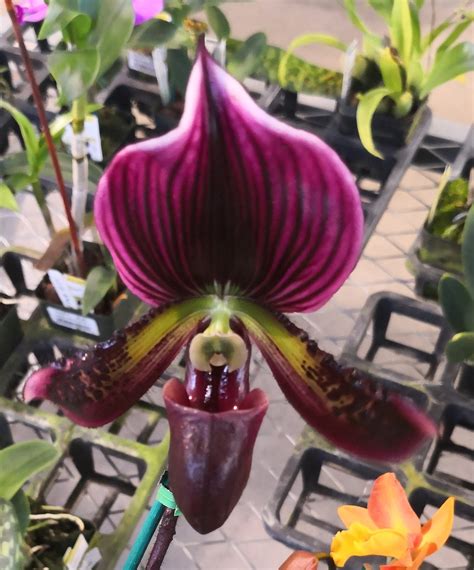 Exploring the Historical Role of Paphiopedilum magi cherry Orchids in Traditional Medicine